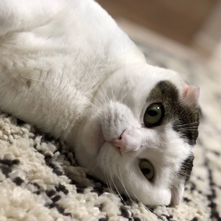 211341ce 0c98 4c6e a478 962621792ab2 1558387566002