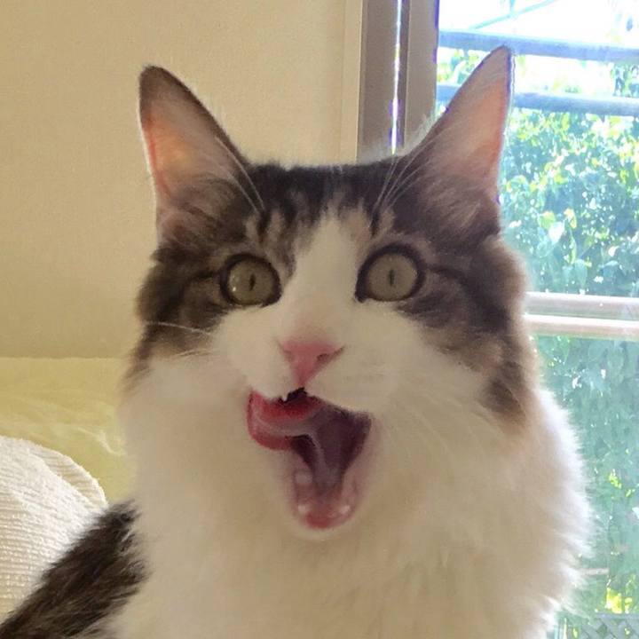 21144701 8876 4414 85cf 02367552ab95 1521031021864