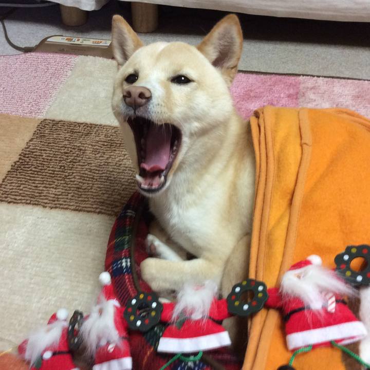 21148b25 bde2 4e11 83f8 a387999c1051 1513081496272