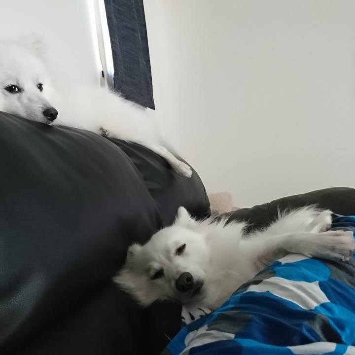 2119be8e 8933 43b3 badc d1e720b7dcef 1585787833377