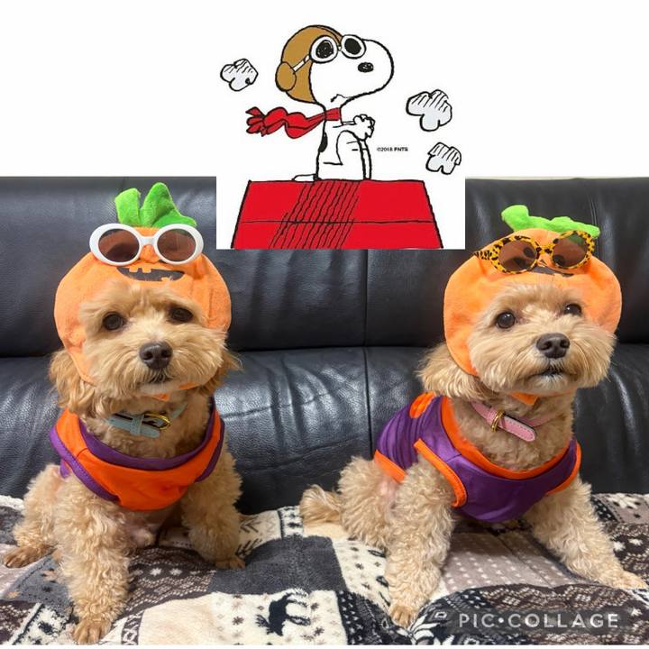 211d8907 c0da 4c19 a45f 745d33bb5996 1761942181406