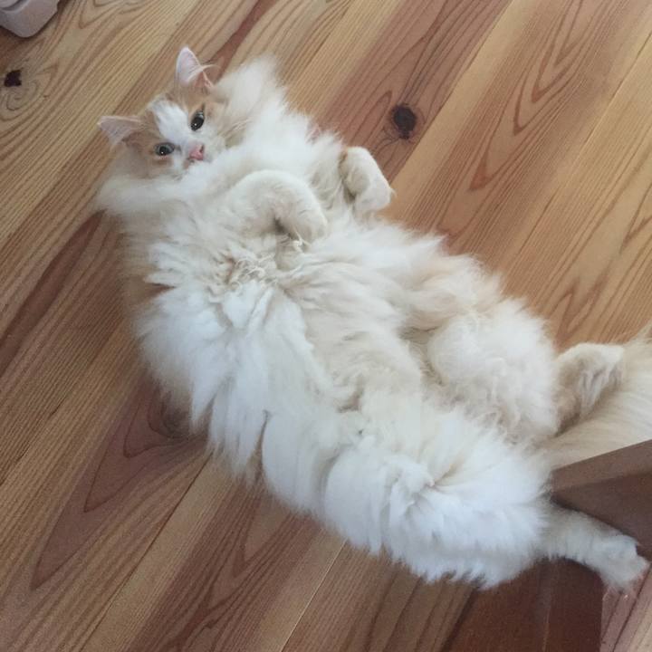 21201b3b 06cc 4e97 9fc8 a08a42a7aaed 1568675879529