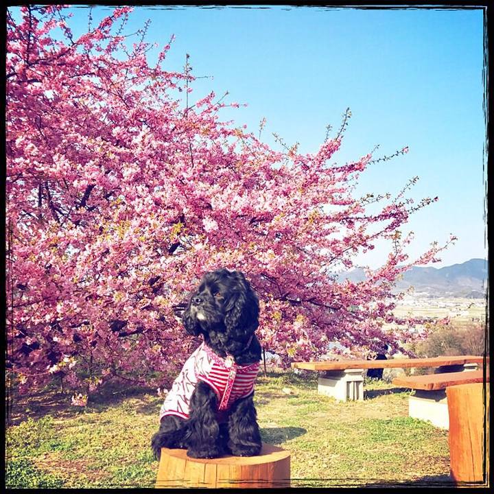 21215f4c a511 47d3 bb7f 8c1002702c98 1521013702736