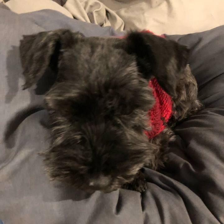 2121fc3a acca 4f45 a89c 71c071e93738 1548890370051