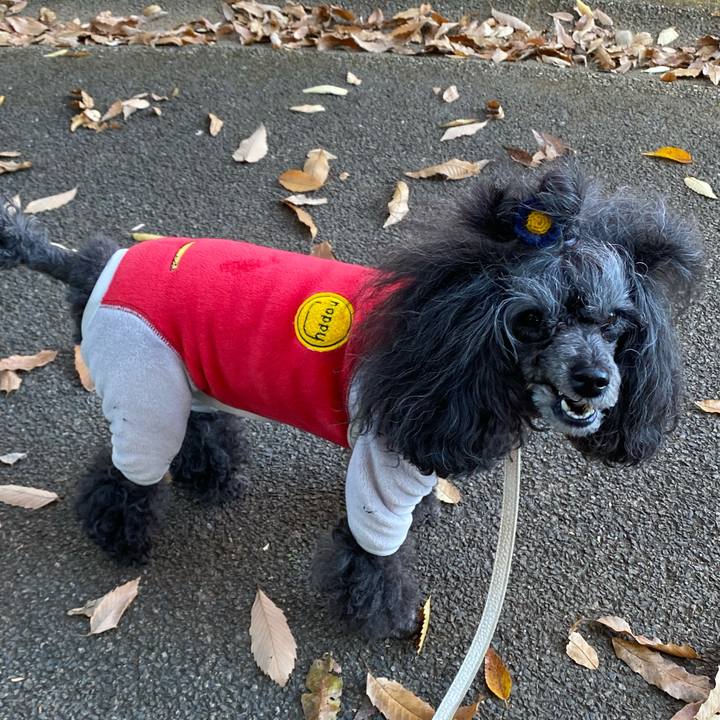 2124706f 1bb6 482c 8bda 7fcc48681aab 1733126507460