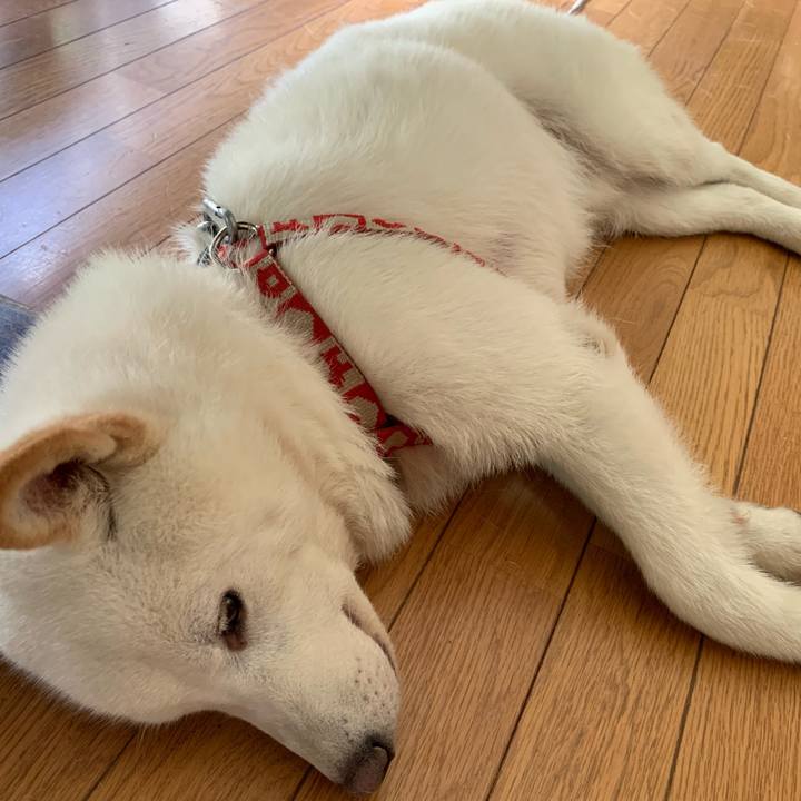 2128f99f 62fe 4551 933e 7814f690f6a3 1562113035649