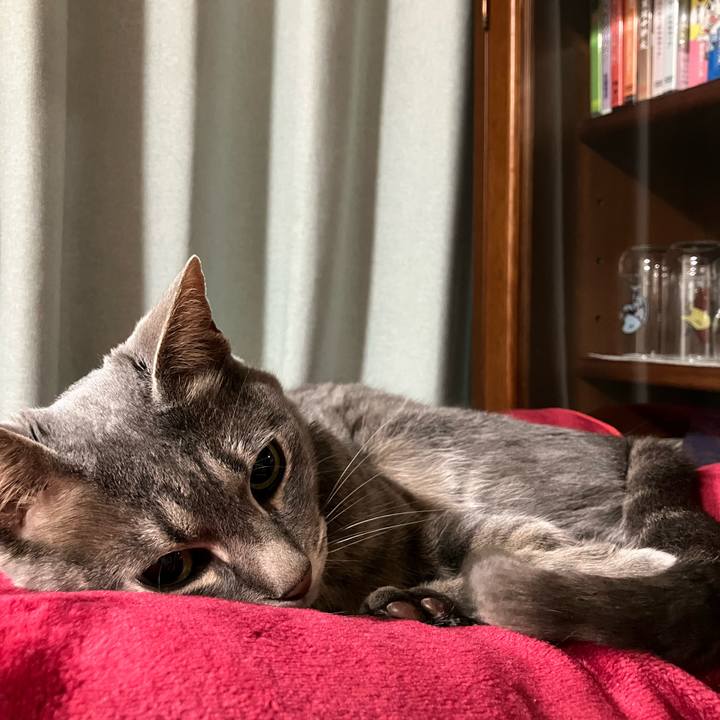 212bc7e6 0079 4669 9d87 ff771cfd74d3 1745245435967