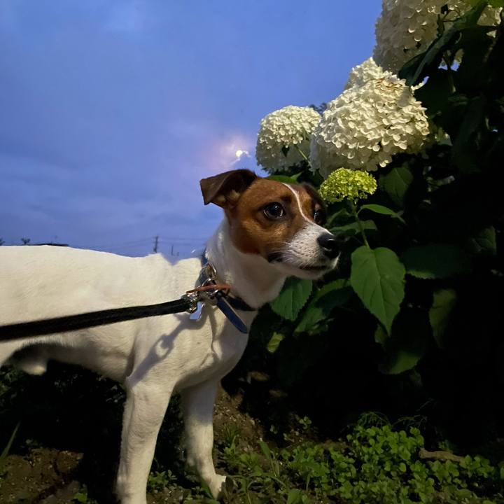 212c0035 0294 4a7c a8a4 f7e5348c3000 1626958283603