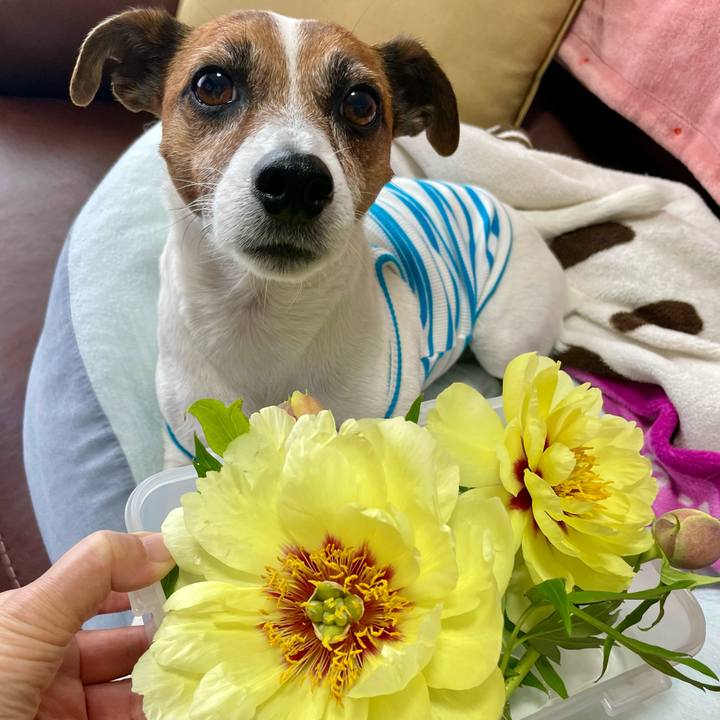 212c6a05 85ea 4bfb 8e38 02d2fb93d16f 1747901238508