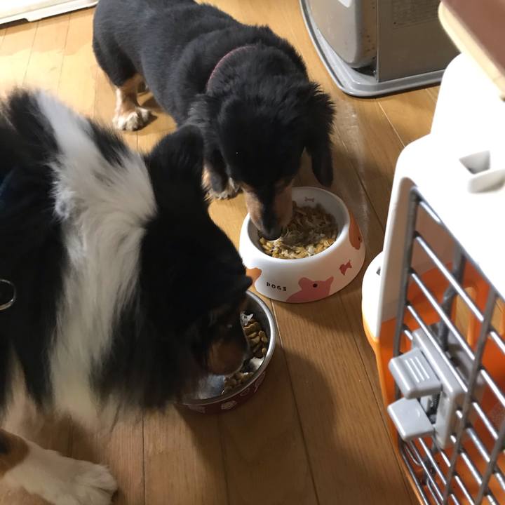 21317c70 7683 4533 9d1f adfd32421858 1543961273755