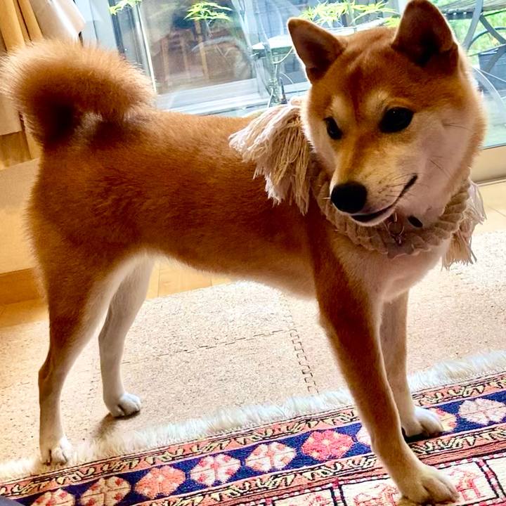 213731c4 4fda 432a 9a92 a7a7e6bf73aa 1660686602898