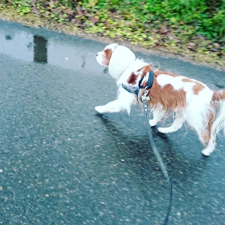 213c8e13 9626 4062 8c99 a83ccad437e9 1512429489452