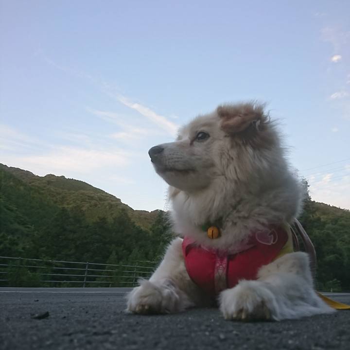 213fbbf8 072f 411b bb4a 2f8a1078270a 1560766446073