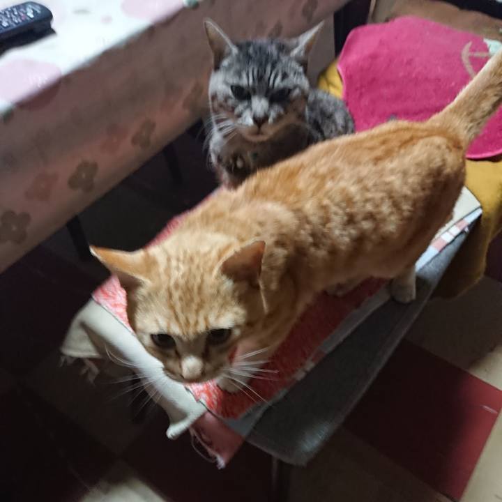 214416f2 985c 4f0d a53d 23b7b9bb93cc 1556482303085