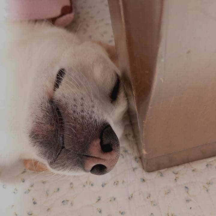 2147a082 e1d7 4acd b532 d33e1890304b 1628809274811