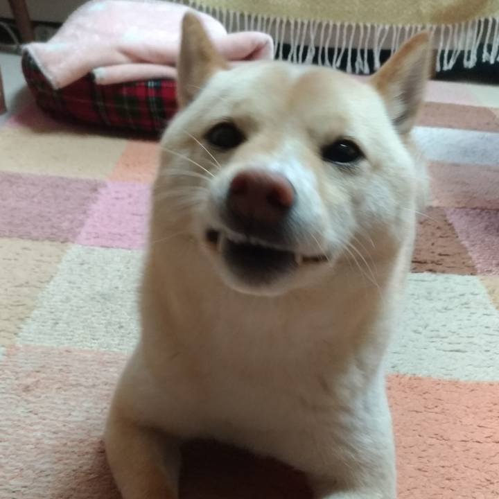 2147fcb5 ff0d 4f7f ad66 4528d7324390 1551440403644