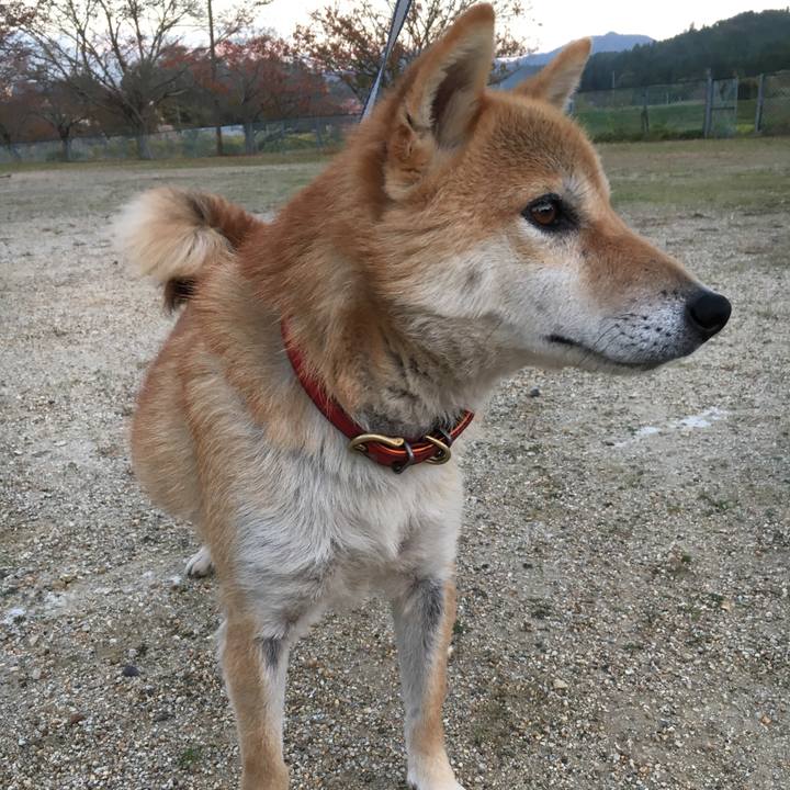 214b5211 8be9 44dc 9c7a c22ce313653b 1541475081805