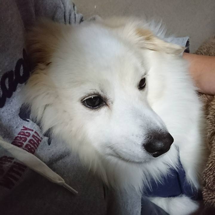 214c3e19 1ff2 4c0a 9c0e 43cc71a9ab98 1509999474469