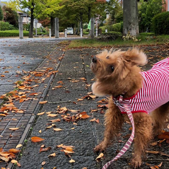 214e0c63 710f 48f9 a39d 5618038041eb 1539392081743