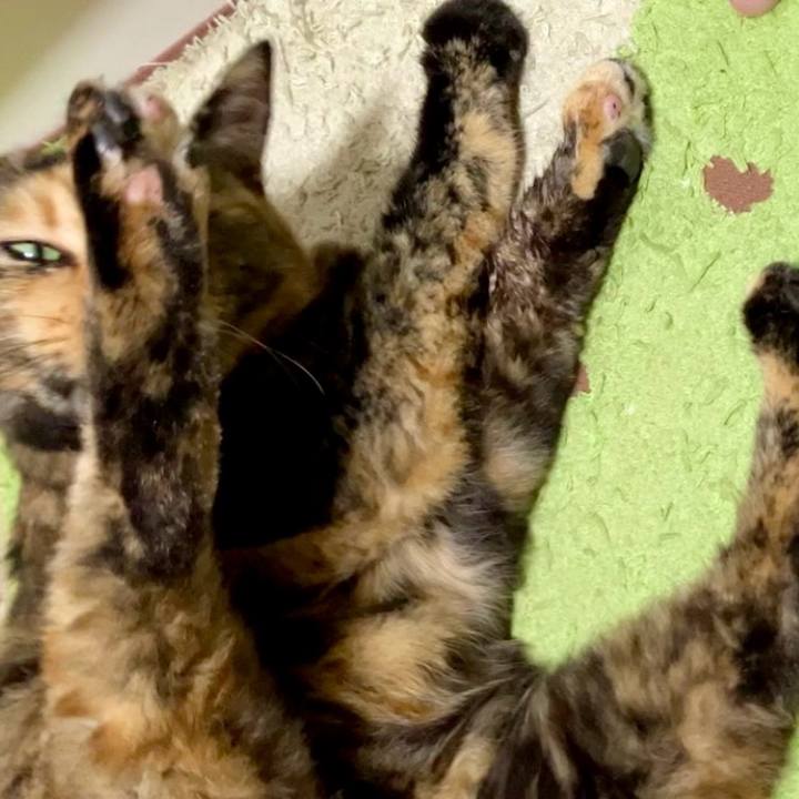 2152314d ecde 4156 8a5d b2d2146c6a2f 1728118858604