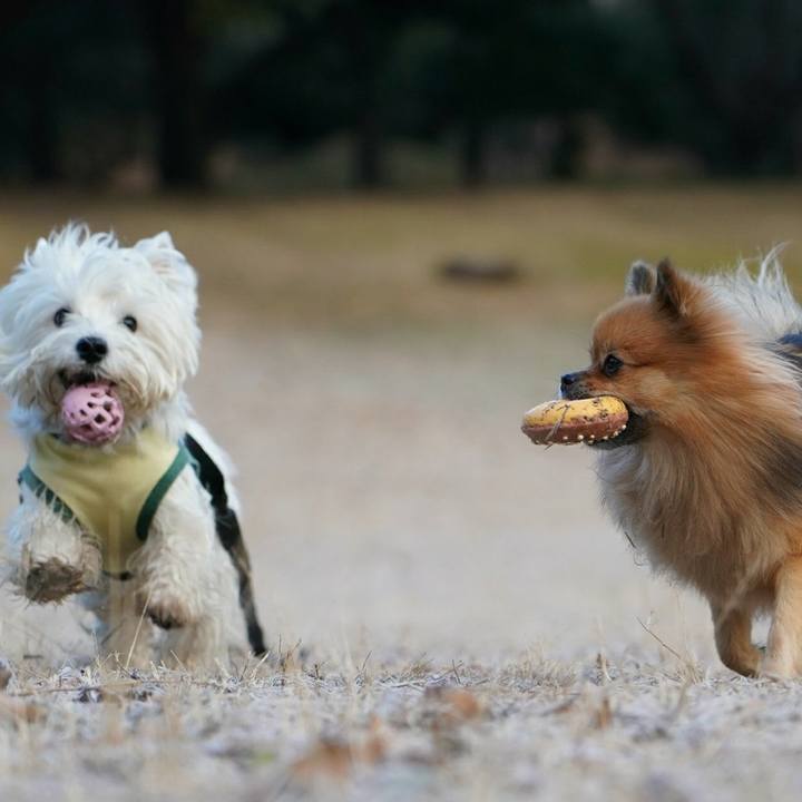 21524d2b 7d66 4d64 a01a 4c2b8cf7c828 1513926384393