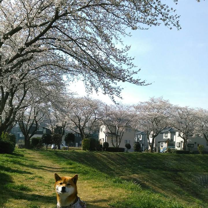 2159b515 959f 471a ad80 7d05b62d6162 1522113008054