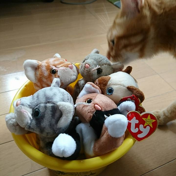 215dc524 52bf 4e55 b886 8ed9c0d846c9 1544876495340