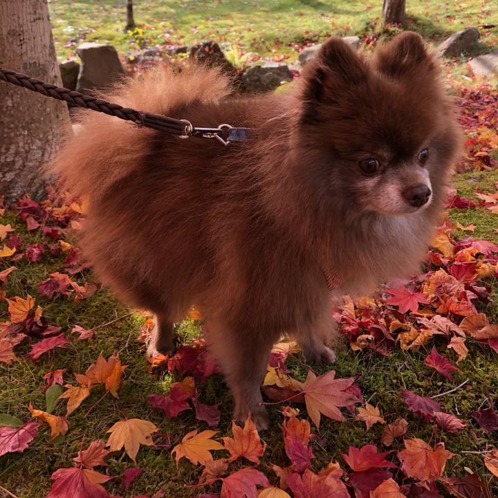 215ed910 d795 4c1b b9b2 f8f7715cb8c9 1604275205257