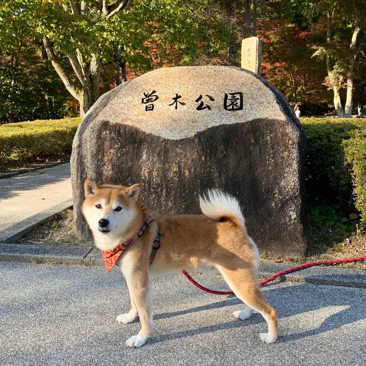 21603fc6 0a85 4dfa 9548 46da29950302 1573548679684