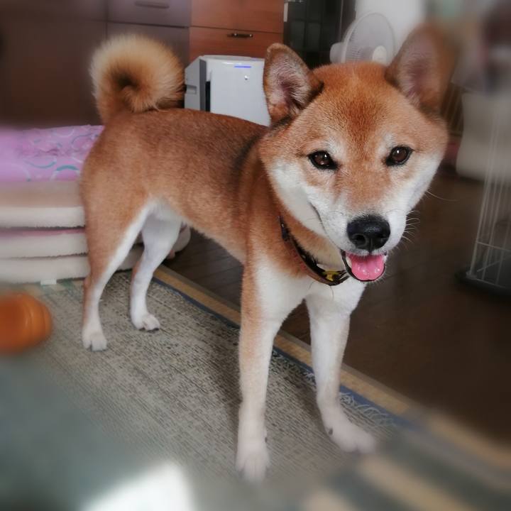 21607973 8490 4830 a1b9 f4b7bc775b58 1597967729547