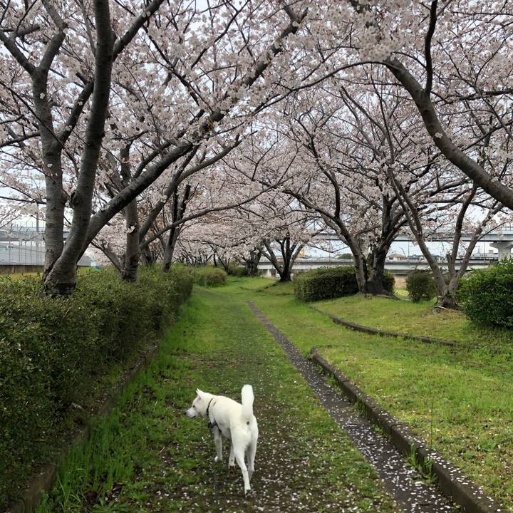 2160e51c 6b33 44a6 8304 94501e302b2d 1585743155465