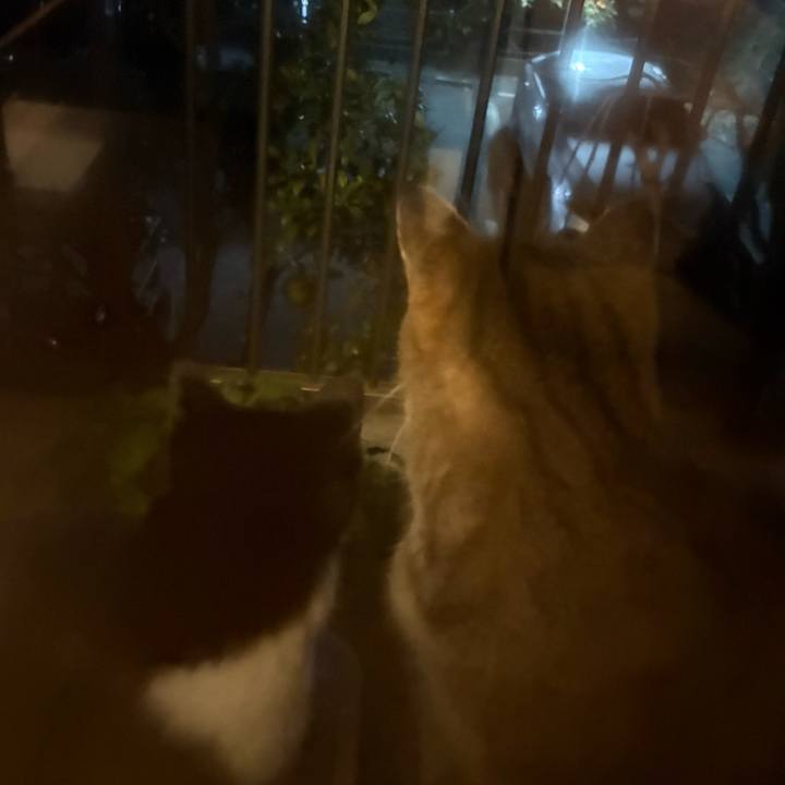 21675c9e 5dcf 40ce 9a3c 5598b264d31b 1763725715728