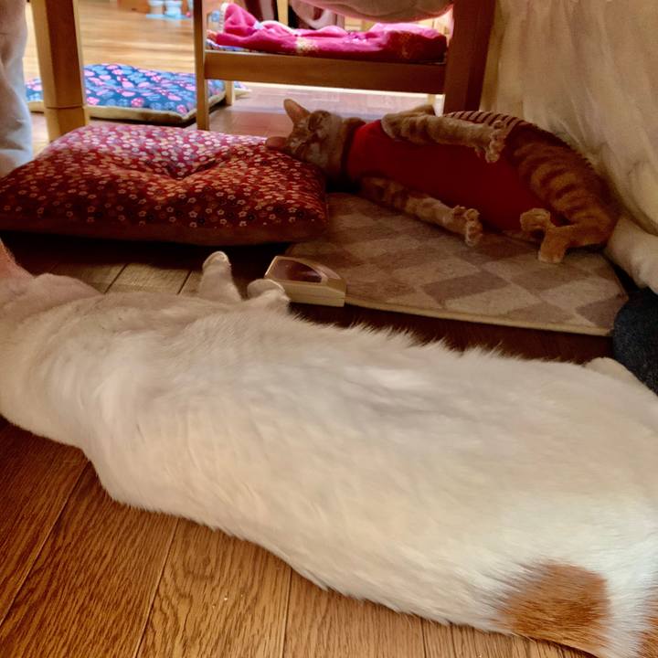 2168ca0d 4a19 4e30 a1fe 62362ddac77f 1585999017148