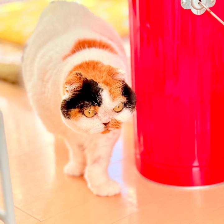 216de5bc f29c 4acd a80d a459e639b732 1762388491800