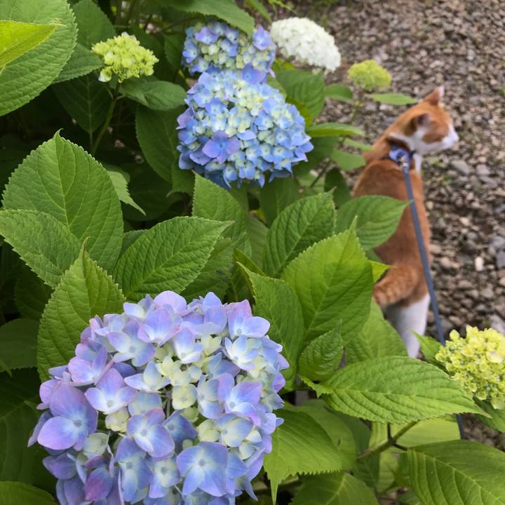 2171bedd 4bbe 47d0 b27a c2ed5615944b 1529798974681