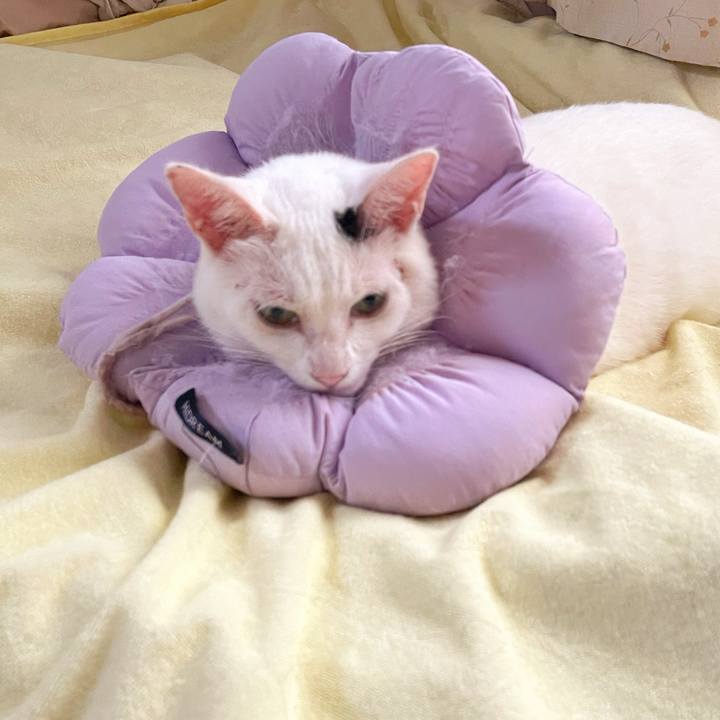 2172b2e2 8d94 47df 9a8f f7702164958b 1759359707458