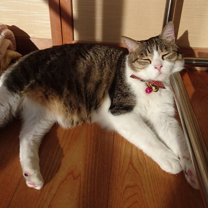 21775a15 459e 456e b31d 8c51b642394a 1604220731604