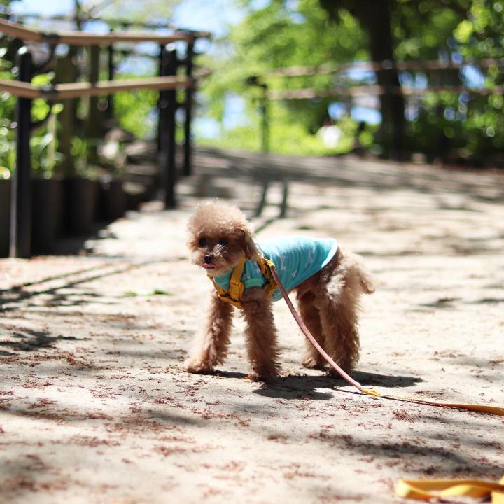 2178512d 0fe5 48f4 b8d0 78421ca55249 1587278716957