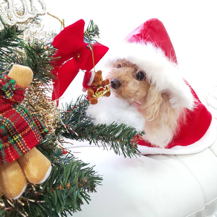 2178fbae e28d 4f25 8a53 282578680a48 1577232593853