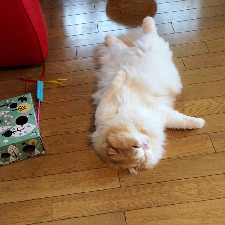 21794013 f1e3 4df7 9259 0029c8066624 1534156796889