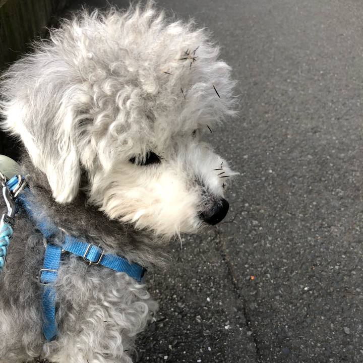 217a117c 3c04 423e 8056 ba138d9c26bc 1575620412161