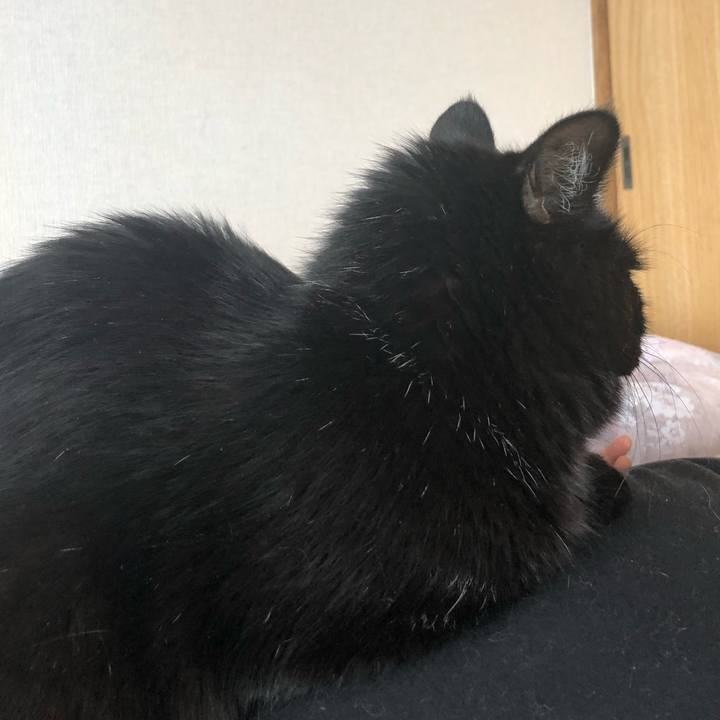 217b4f54 4833 490e 8d31 0b047dbcef2f 1609243651874