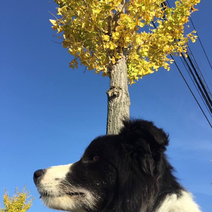 217ba5ef 956f 4c86 8d27 8b30ebfd97f1 1542068907253