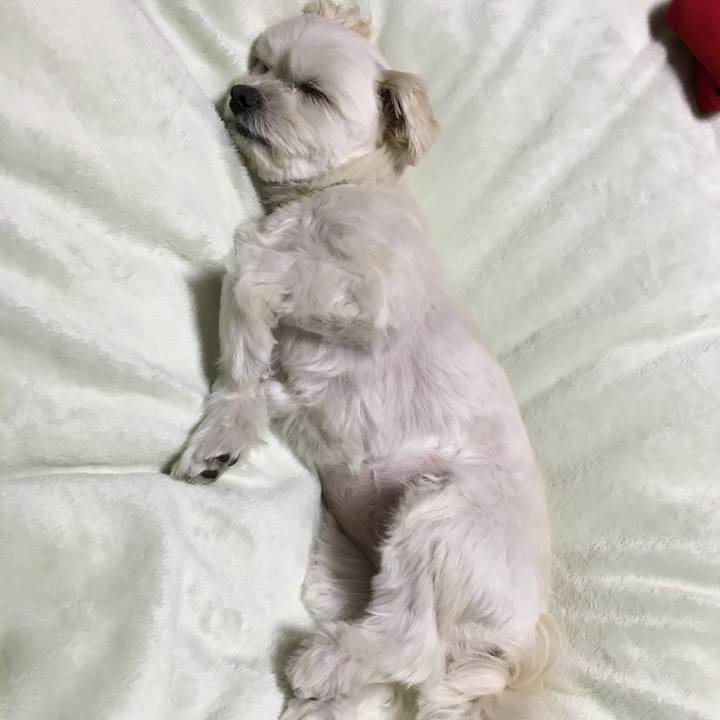 217e0061 86d8 4b77 89d6 44585004c341 1517489937780