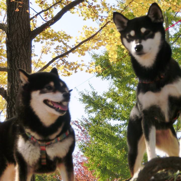 21801b07 8186 4656 8f7f dc2413fb87f0 1510267304379