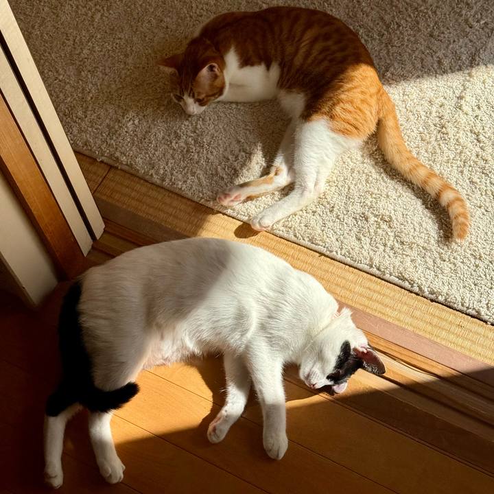 21807b93 1a25 46b0 baf7 cf5c315fb001 1761621835727