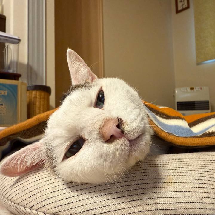 21809ec2 d3ae 4091 a76e f9744516df2d 1761359232329