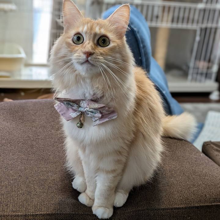 21809f4a a909 479b b7f5 3cabcb1e0a3f 1729592005529