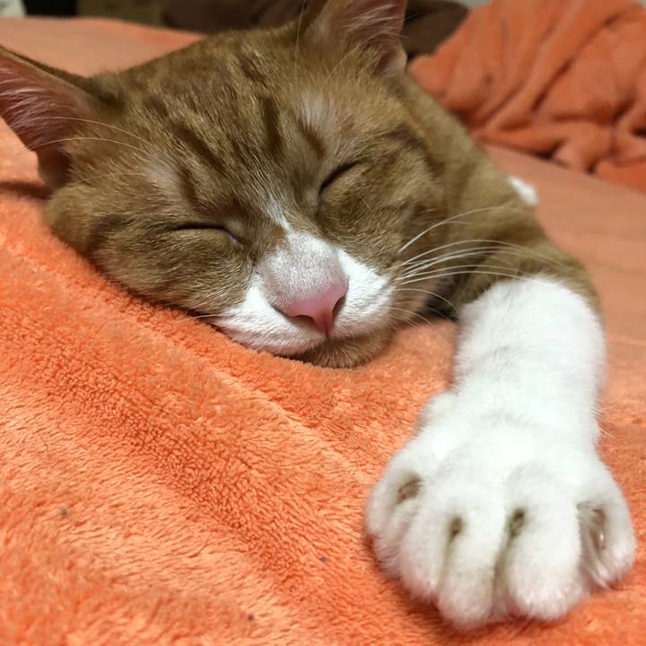 218186e4 5b84 4bbb 8ab9 c33a488ec317 1556192201061