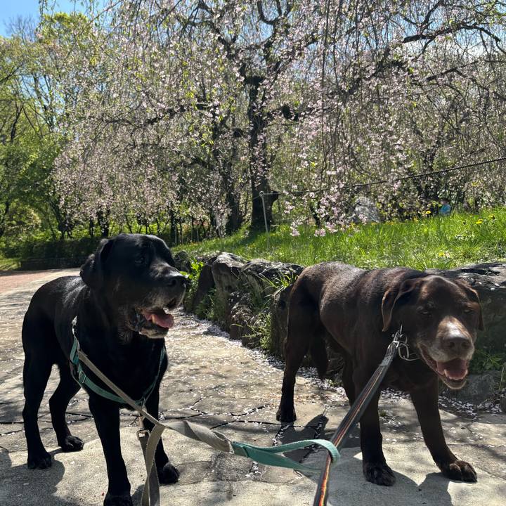 2183455b 8b1f 437c abec 85f5f8d85783 1776084612589